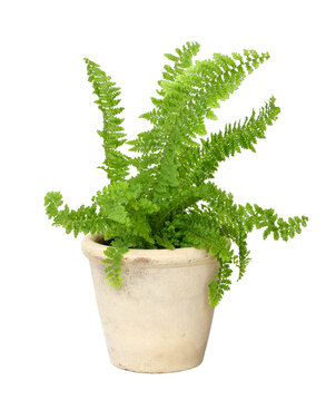 Lush green fern with delicate fronds growing in weathered beige pot isolated cutout on transparent background