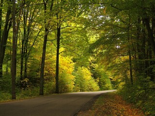 Fototapeta premium Autumn forest road tunnel. High trees with autumn colors.