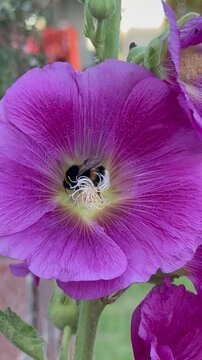 Erdhummel (Bombus terrestris) in Malvenbl&uuml;te (Alcea rosea) &ndash; Slow Motion | Hochformat - Erdhummel (Bombus terrestris) sammelt Nektar und Pollen in der Bl&uuml;te einer Stockrose (Alcea rosea).