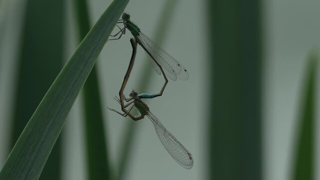 Damselflies mating in nature.