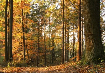 Fototapeta premium Bright sun rays breaking through the dense canopy of a yellow autumn forest. The forest floor is covered with moss and fallen leaves in a warm glow.