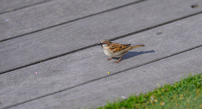 House sparrow Passer domesticus resting on weathered wooden boardwalk.