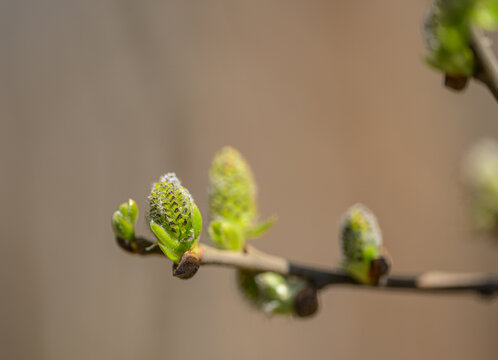 Early spring pussy willow Salix caprea buds emerging on branch macro view.