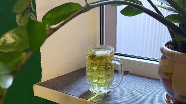 Warm green tea with tea bag served in clear beer style glass on dark windowsill while green plant leaves decorate soft cozy interior background.