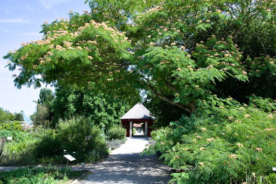 Wide angle view of blooming Persian silk tree framing a wooden pavilion path in Munich botanical garden for travel blog
