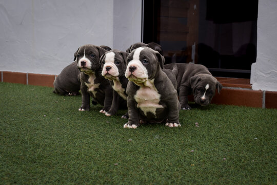 Adorable American Bully Puppies Together