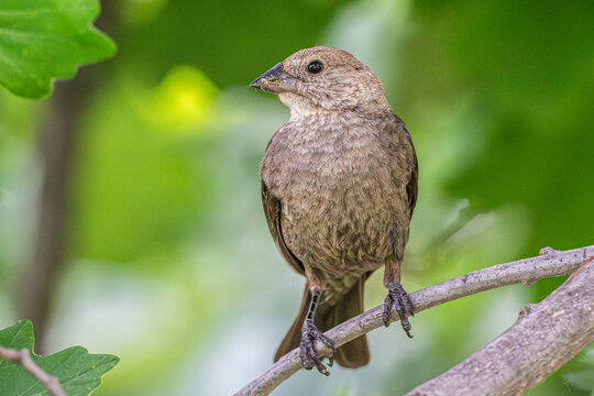 Female brown-headed cowbird perched on a branch.