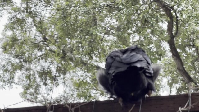 Juvenile crow defecates while perched on fence	