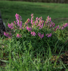 Obraz premium Pink spring corydalis Corydalis solida blooming in green woodland grass.