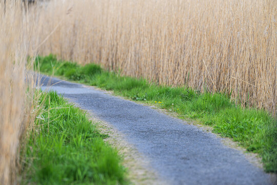Narrow paved path winding through green grass and tall reeds.