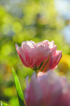 Backlit pink Tulipa gesneriana tulips creating dreamy garden mood.