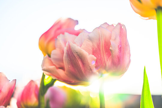 Backlit pink garden tulip Tulipa gesneriana blooms in spring garden.