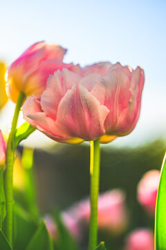 Backlit garden tulip Tulipa gesneriana blossoms against pale sky.