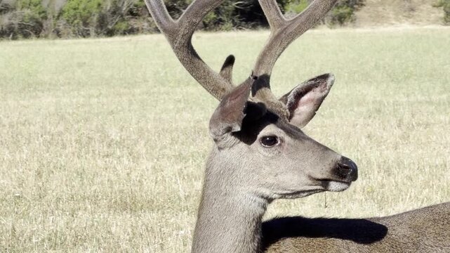 Deer with notches on ears and facial injury	
