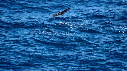 Giant petrel landing on the surface of the water off the coast of hte Falkland Islands © Angela