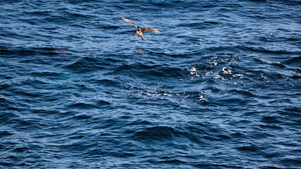Giant petrel landing on the surface of the water off the coast of hte Falkland Islands © Angela