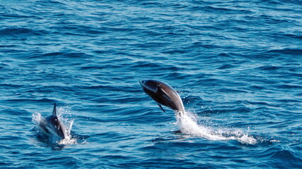 Naklejka premium Dusky dolphins (Aethalodelphis obscurus) jumping off the coast of hte Falkland Islands