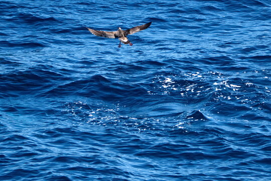 Giant petrel landing on the surface of the water off the coast of hte Falkland Islands