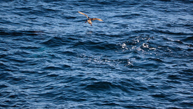Giant petrel landing on the surface of the water off the coast of hte Falkland Islands