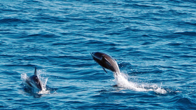Dusky dolphins (Aethalodelphis obscurus) jumping off the coast of hte Falkland Islands