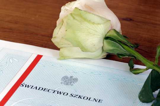 Polskie świadectwo szkolne z czerwonym paskiem i r&oacute;ża dla nauczyciela na zakończenie roku szkolnego. Świadectwo ukończenia szkoły.
