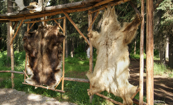 Animal hides drying on rustic wooden frames in remote Alaska wilderness surrounded by forest and traditional frontier culture.