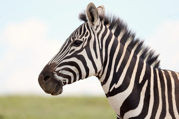 zebra close up portrait © Anthony