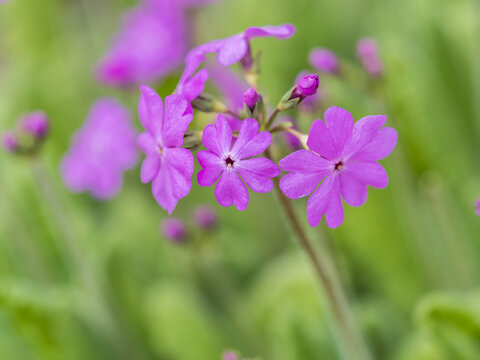Japanese primrose, Primula sieboldii, Known also as Asiatic primrose and Cortusoides primula. Another scientific name is Primula patens.