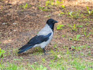 Obraz premium Hooded crow, corvus cornix, standing on the lawn in the spring or summer