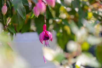Obraz premium Selective focus of Fuchsia magellanica, Purple pink flower in the garden, Hummingbird fuchsia or hardy fuchsia is a species of flowering plant in the family Evening Primrose family, Floral background.