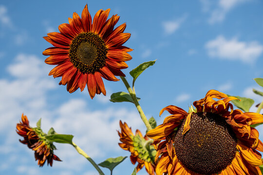 girasoli
