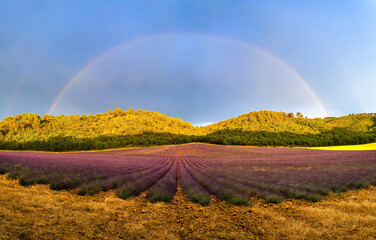 Fototapeta premium Lavender field in Provence under a rainbow