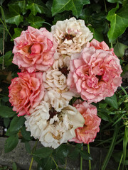 Obraz premium A cluster of fading pink and white rose blossoms in a garden
