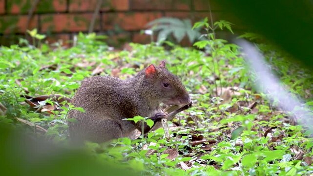 Side view of a wild Central American agouti feeding on a seed pod in a lush backyard or park.