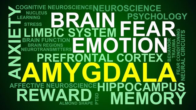 Amygdala Word Cloud
