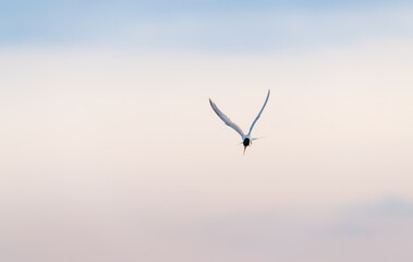 Naklejka premium Common tern bird in flight looking for fish in water background