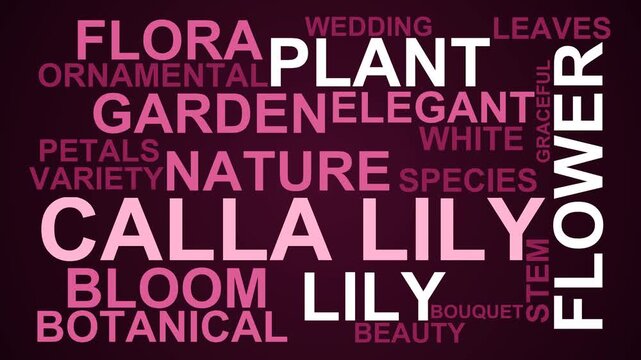 Calla Lily Word Cloud