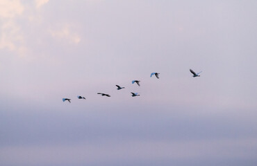 Fototapeta premium Spectacular bird migration with hundreds of birds flying in the evening sky