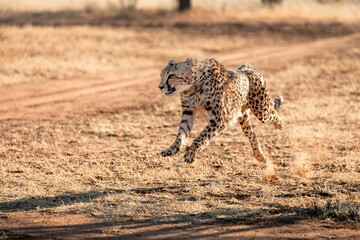 Cheetah hunting lure, Cheetah Conservation fund, Namibia © Michal