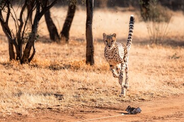Cheetah hunting lure, Cheetah Conservation fund, Namibia © Michal