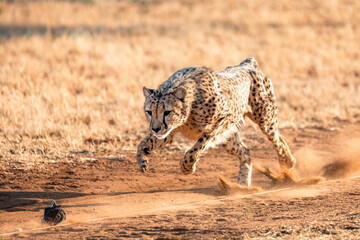 Cheetah hunting lure, Cheetah Conservation fund, Namibia © Michal
