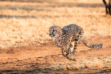Cheetah hunting lure, Cheetah Conservation fund, Namibia © Michal