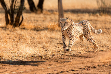 Cheetah hunting lure, Cheetah Conservation fund, Namibia © Michal