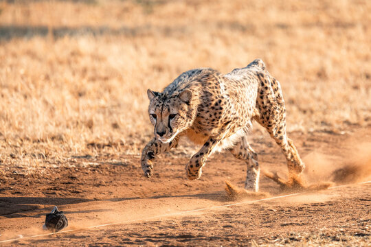 Cheetah hunting lure, Cheetah Conservation fund, Namibia