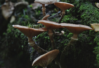 honey fungus armillaria mellea © jordan