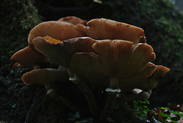 honey fungus armillaria mellea © jordan