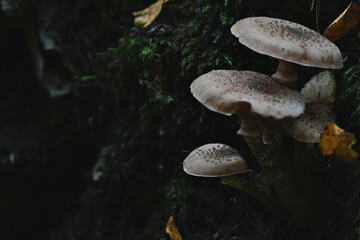 honey fungus armillaria mellea © jordan