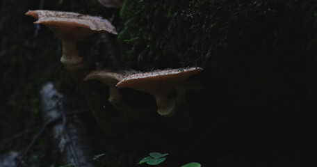 honey fungus armillaria mellea © jordan