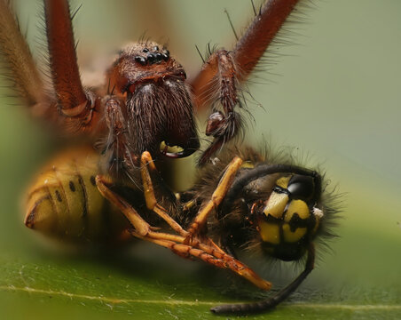 spider eating wasp close up