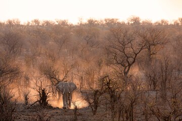 Naklejka premium Single elephant raising dust during sunset, while rushing late to Halali camp waterhole, Etosha, Namibia